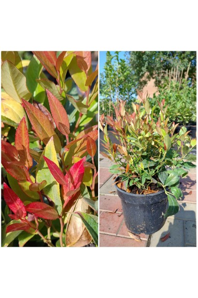 Леукотоэ Зеблид Скарлетта - 3л/вис.30-40см/Ø30-40см